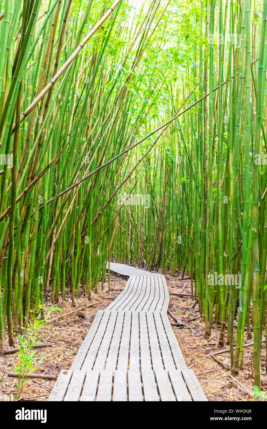 Forêt de bambou, Pipiwai Trail, le Parc National de Haleakala, Maui, Hawaii, USA Banque D'Images