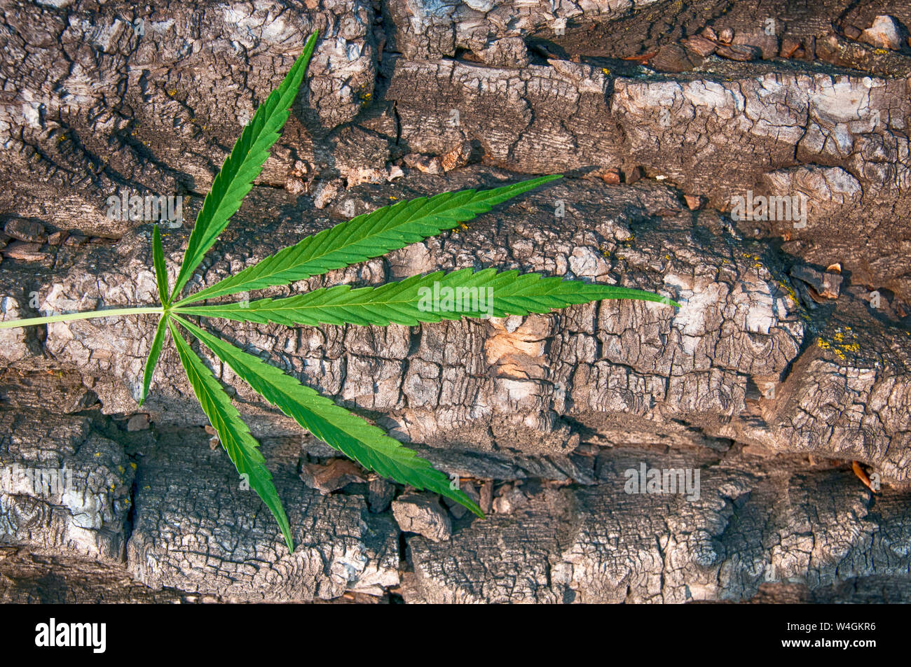 Cannabis vert feuille sur l'arrière-plan d'une texture rugueuse écorce de l'arbre vue supérieure Banque D'Images