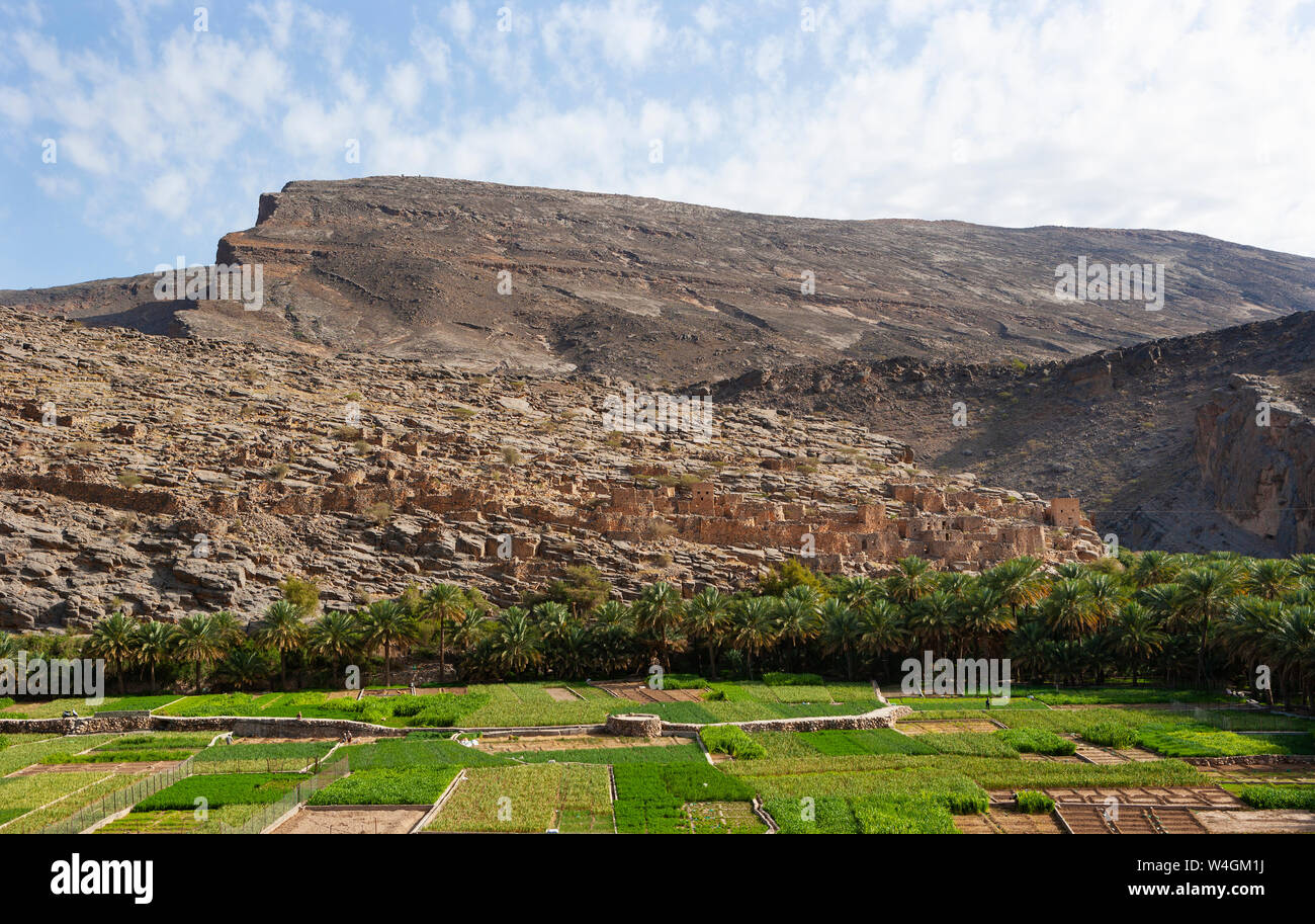 Oman, Ad Dakhiliyah Gouvernorat, Ruines d'Riwaygh comme Safil, Oasis, Palmeraie Banque D'Images