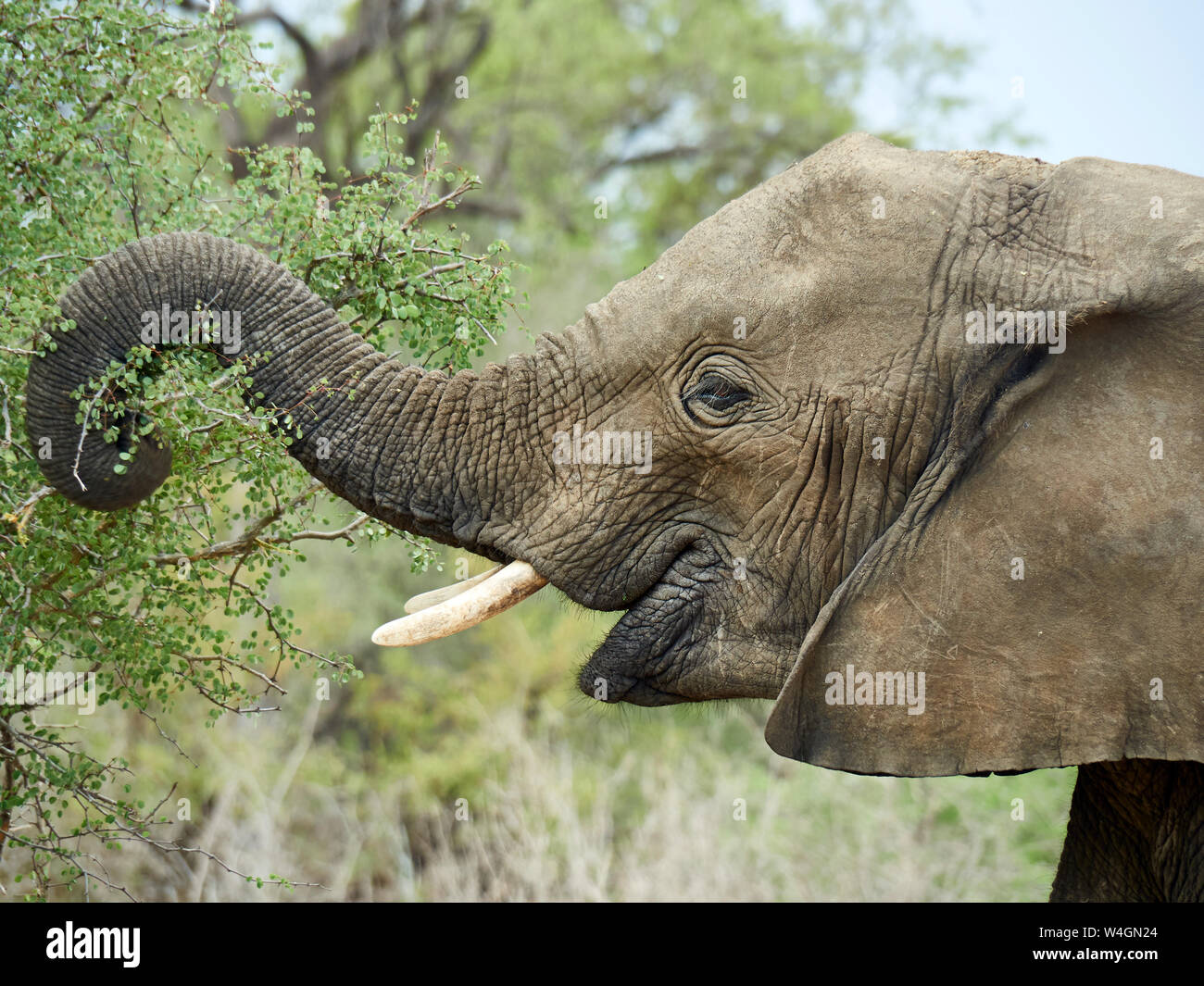 Le profil de l'alimentation de l'éléphant d'un arbre, Kruger National Park, Mpumalanga, Afrique du Sud Banque D'Images