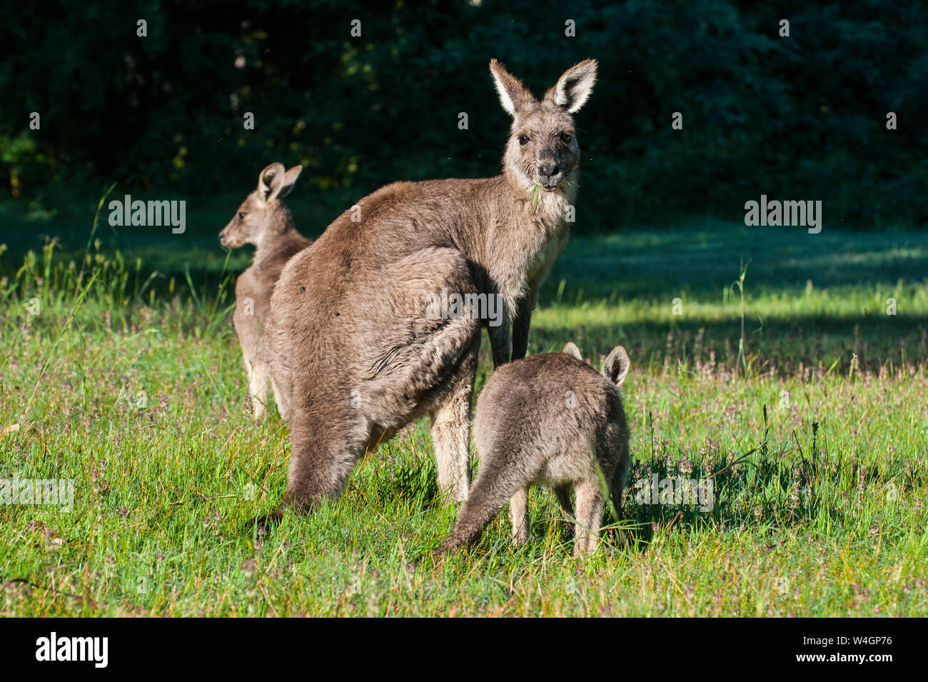 Les kangourous dans le Parc National des Grampians, Victoria, Australie Banque D'Images