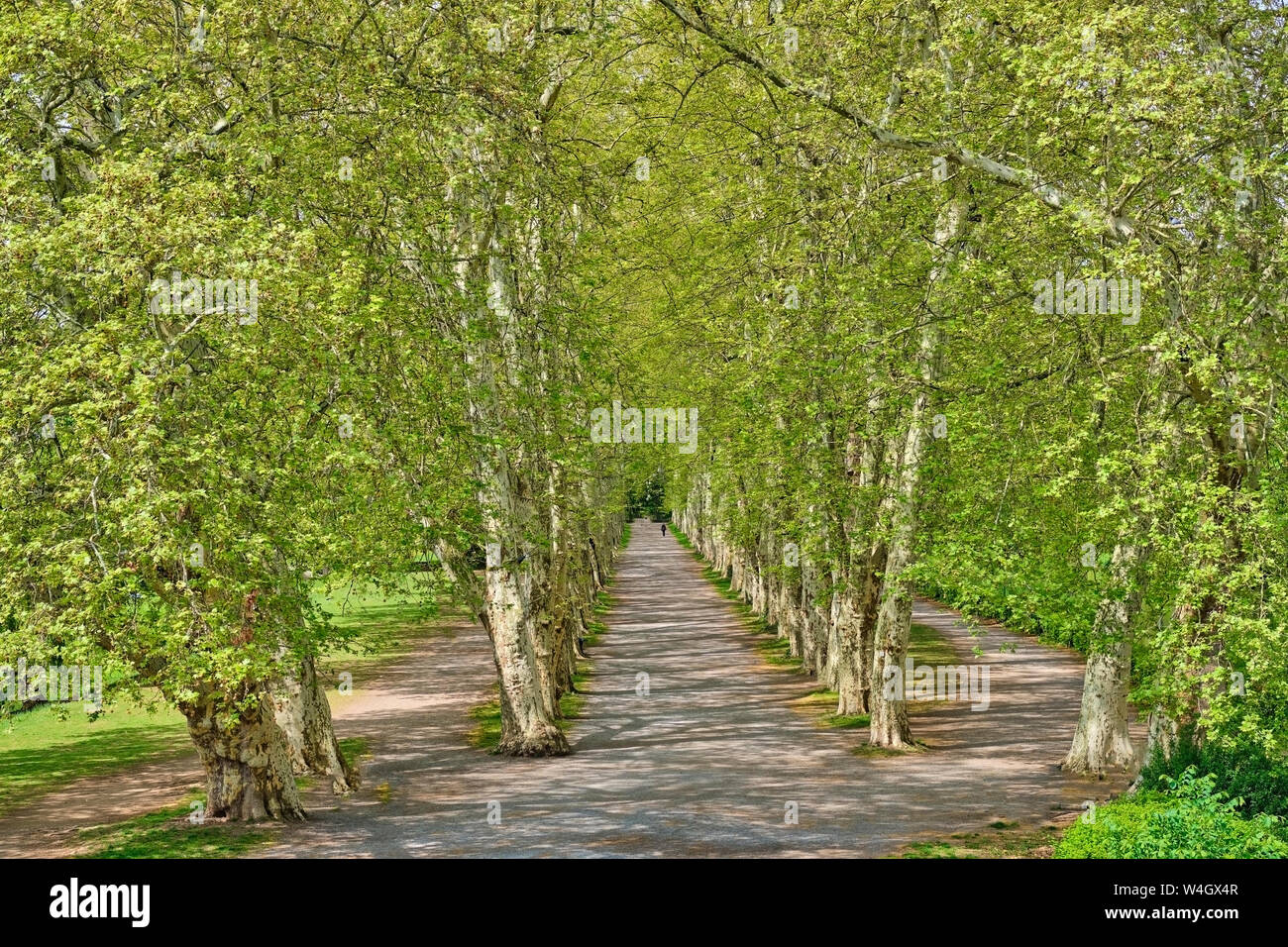 Chemin bordé d'arbres à la rivière Neckar, Tuebingen, Bade-Wurtemberg, Allemagne Banque D'Images