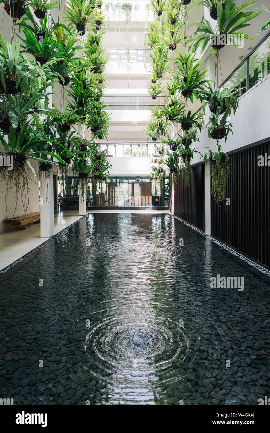 Jardin d'intérieur avec des plantes suspendues, Bali, Indonésie Banque D'Images