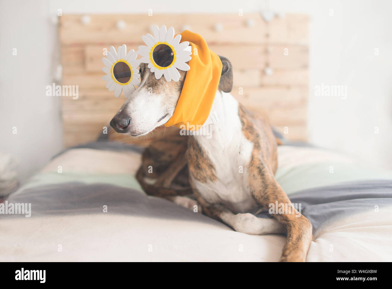 Portrait de la Greyhound lying on bed portant des lunettes bandeau et nouveauté Banque D'Images