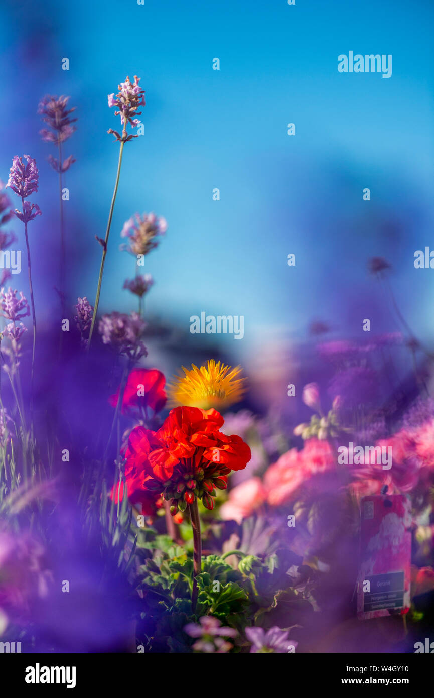 Diverses plantes balcon Banque D'Images