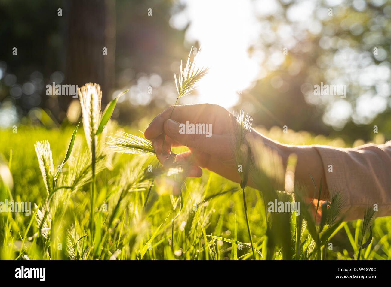 Avec l'herbe à la main contre le soleil Banque D'Images