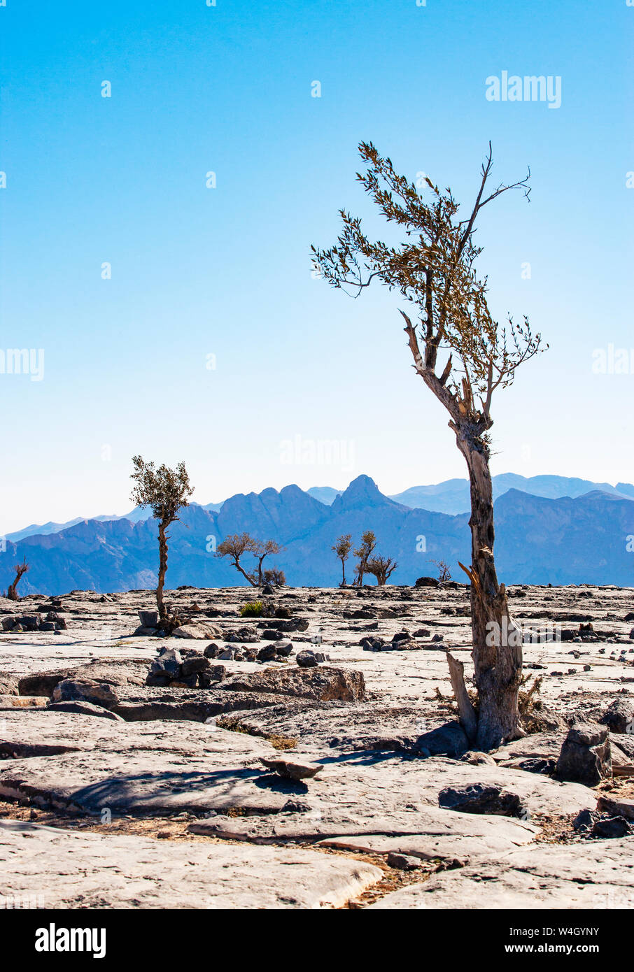 Oman, Ad Dakhiliyah Gouvernorat, arbres Ghaf, Prosopis cineraria Banque D'Images