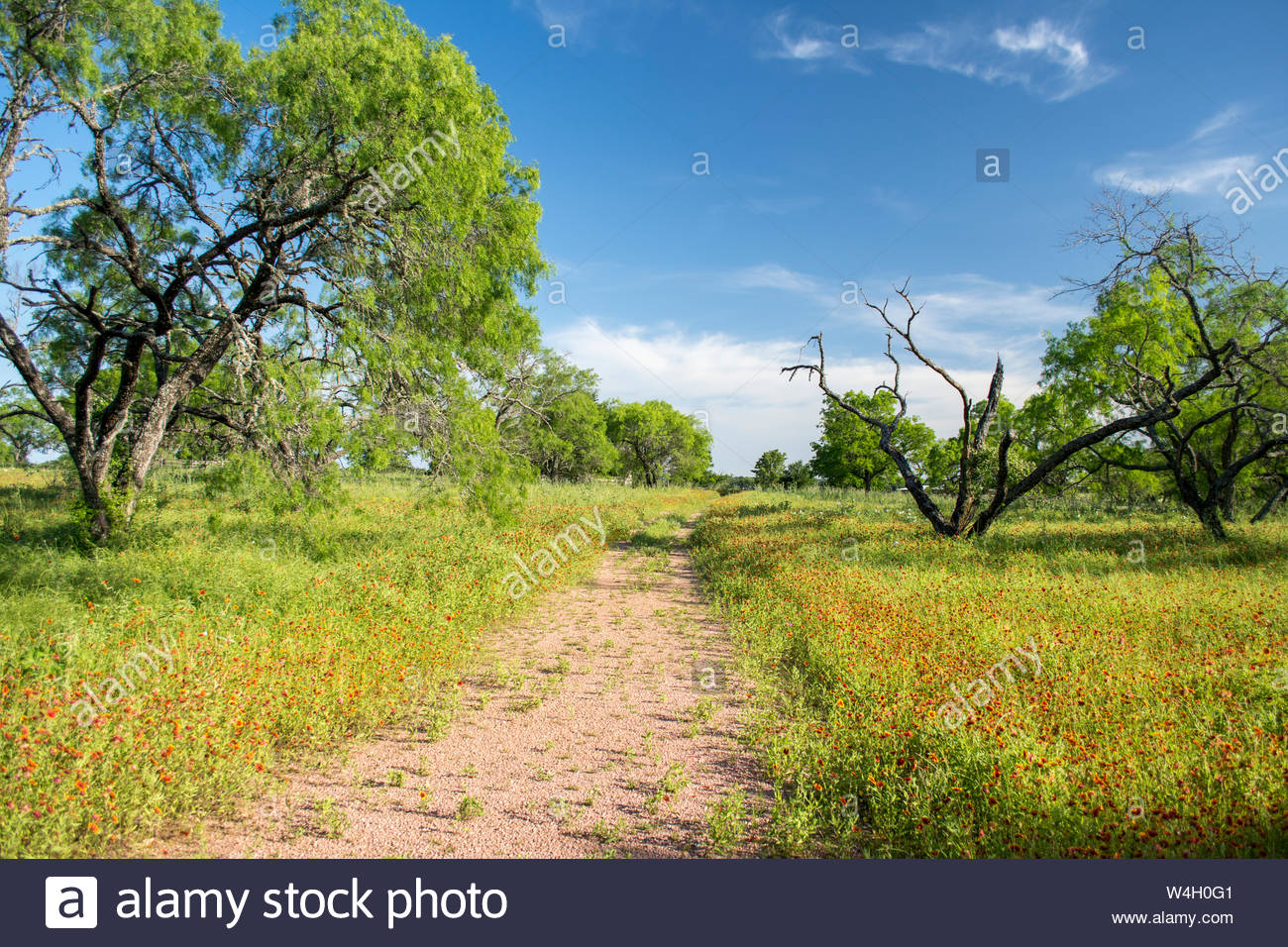 Texas Hill Country Scene. Texas Hill Country Paysage. Country Lane et de fleurs. Country lane, Texas Hill Country fleurs sauvages, les mesquites et le ciel. Banque D'Images