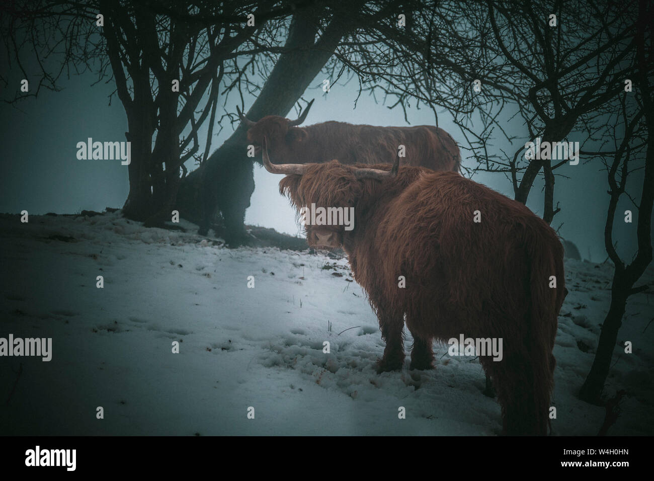 Highland cattles sous les arbres en hiver, Allemagne Banque D'Images