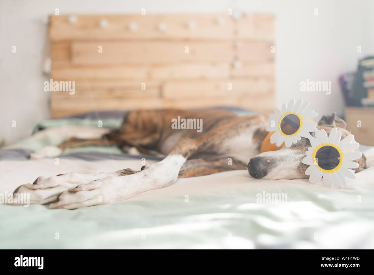 Greyhound lying on bed portant des lunettes nouveauté Banque D'Images