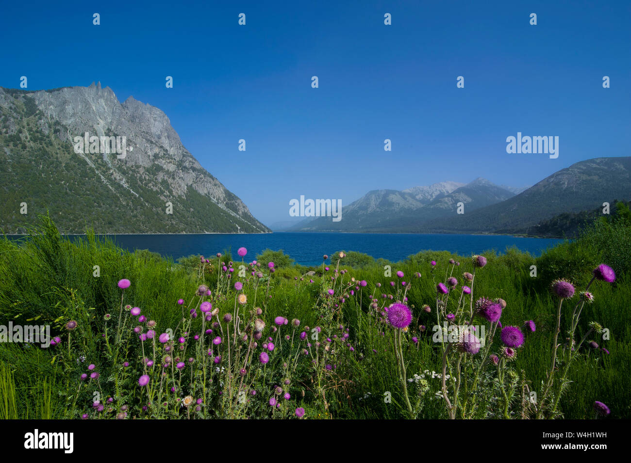 Lac de montagne de fleurs sauvages, Route des Sept Lacs, l'Argentine, l'Amérique du Sud Banque D'Images