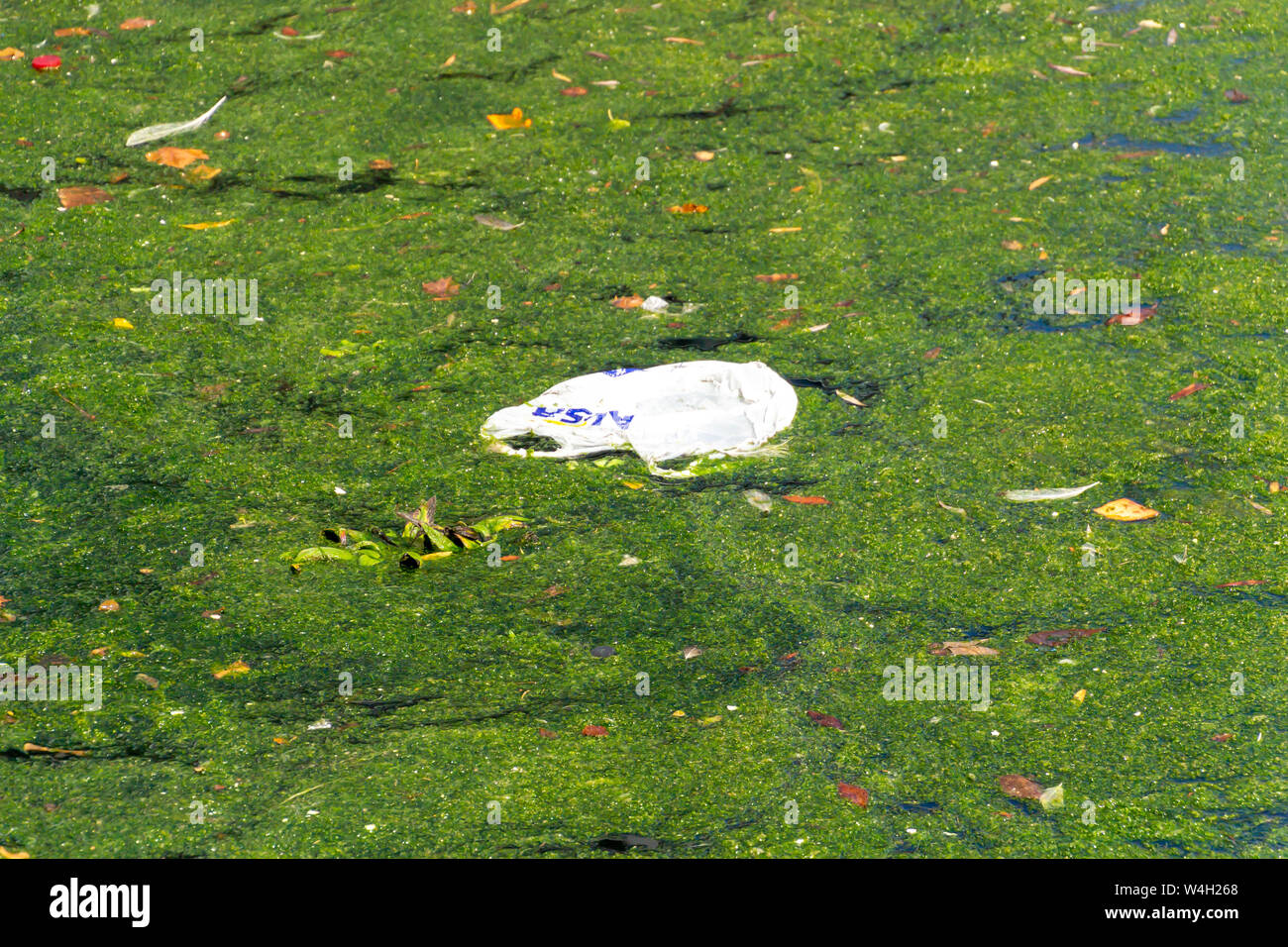 Un sac en plastique flotte dans l'étang et l'origine de la pollution de l'eau - la pollution de l'environnement et d'élimination des déchets concept. Banque D'Images