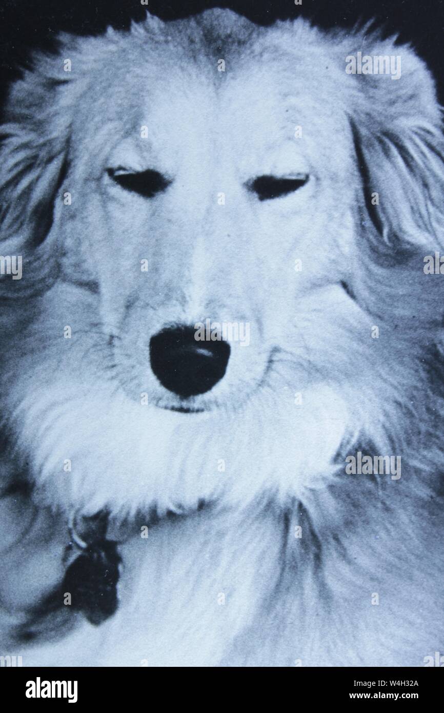 Noir et blanc Fine art Photography à partir des années 1970 d'un très content et beau chien. Banque D'Images