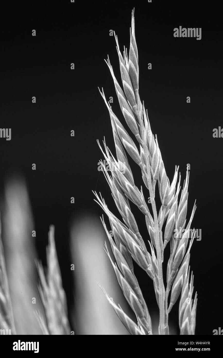 Close-up de semences d'herbe devant un arrière-plan flou Banque D'Images