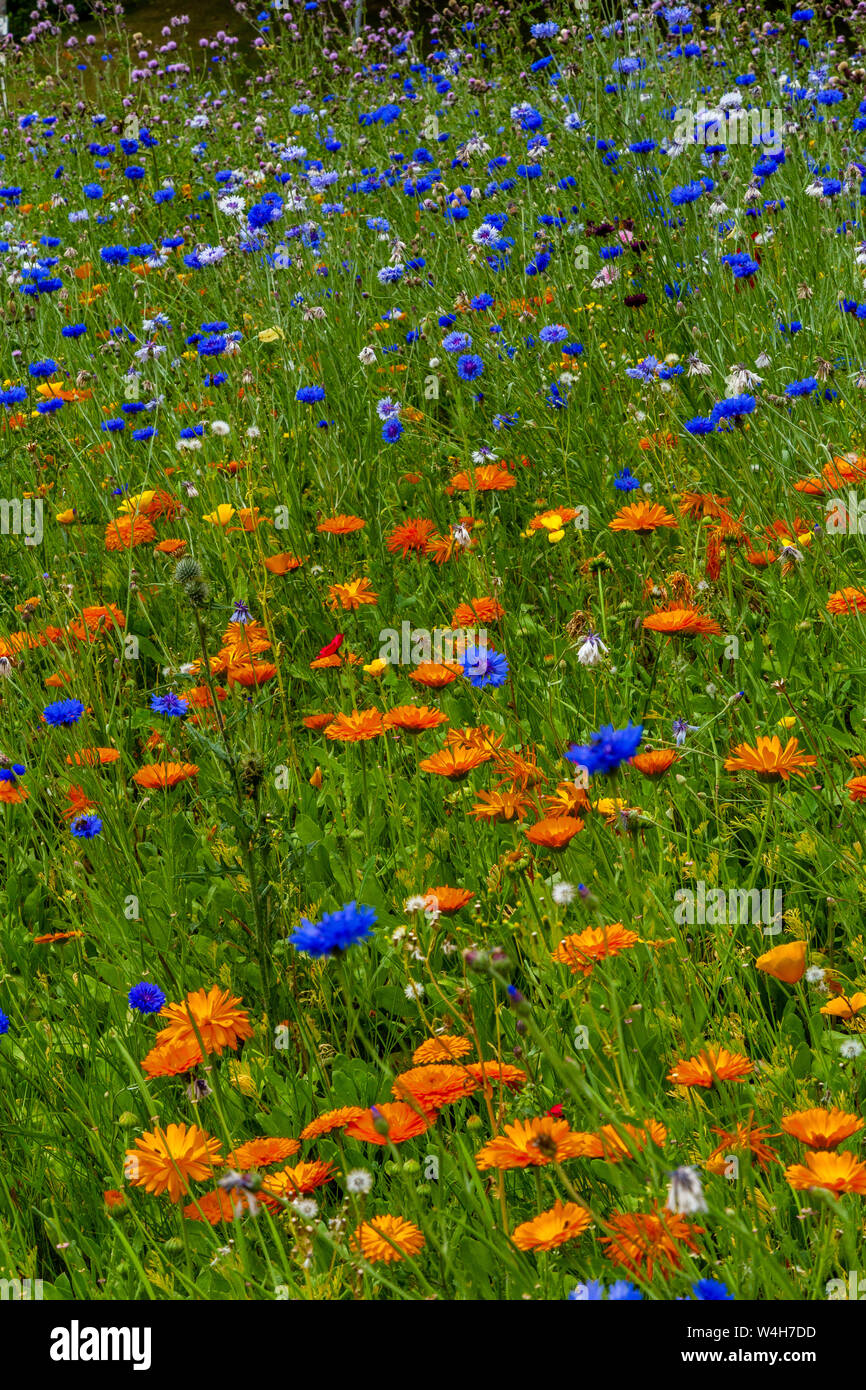 Anglais fleurs sauvages. Un pré plein de barbeaux et orange l'épervière. Banque D'Images