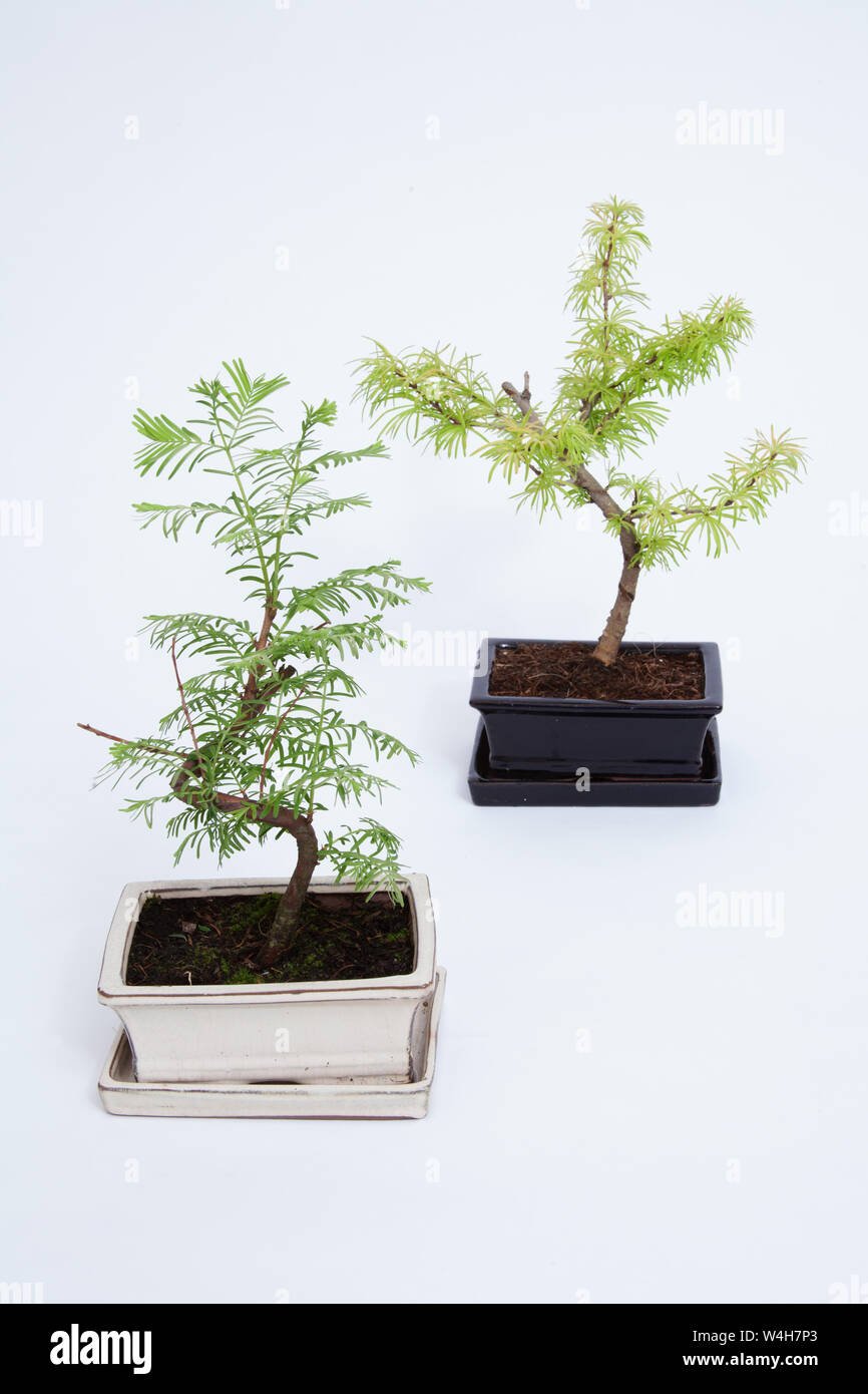 Bonsai arbres sur un fond blanc Banque D'Images
