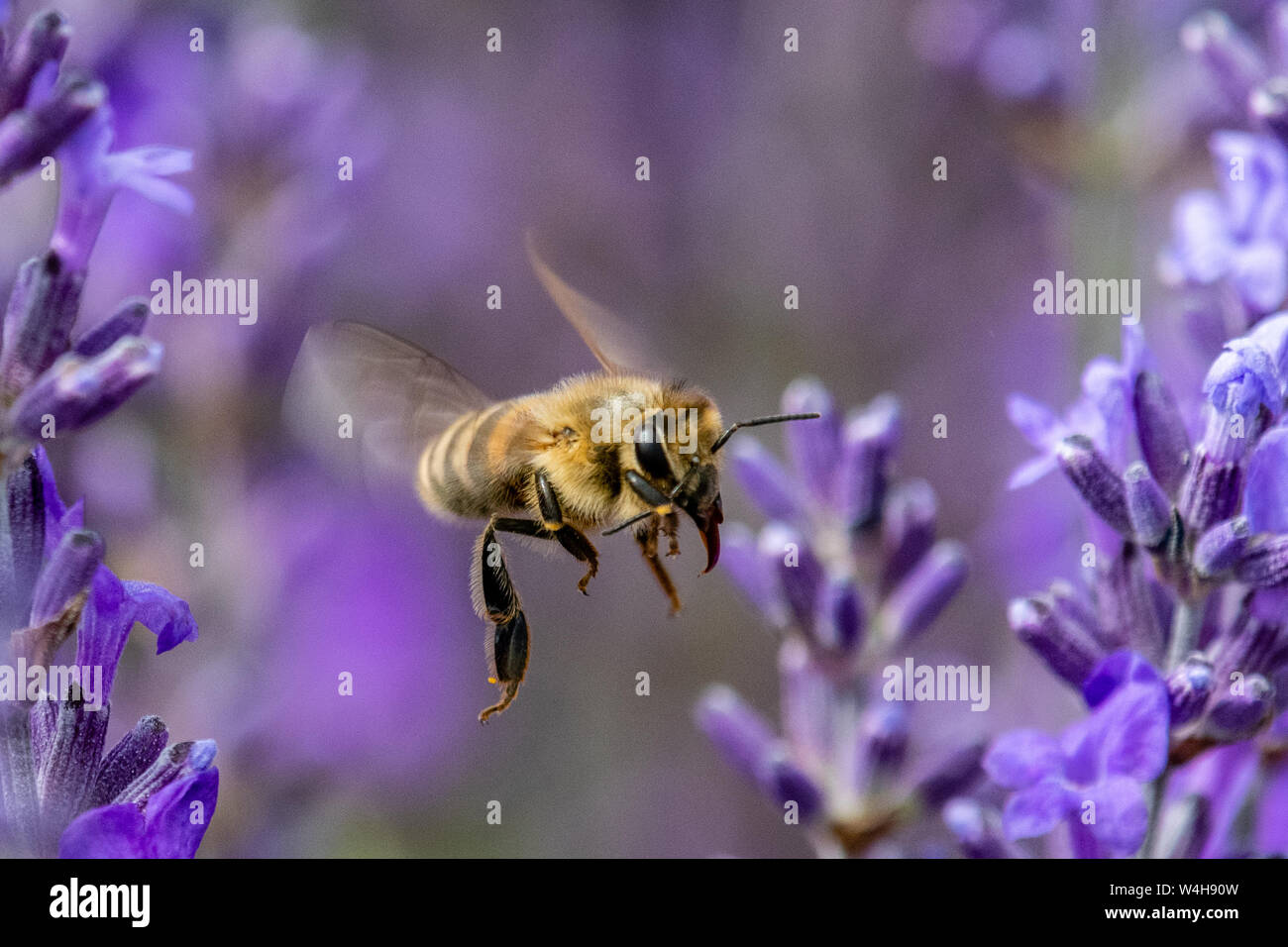 Flits d'abeilles entre les fleurs sur la ferme de lavande Banque D'Images