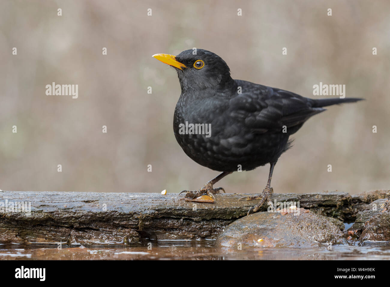 Européenne homme blackbird (Turdus merula) posant sur un rocher au bord d'un ruisseau Banque D'Images