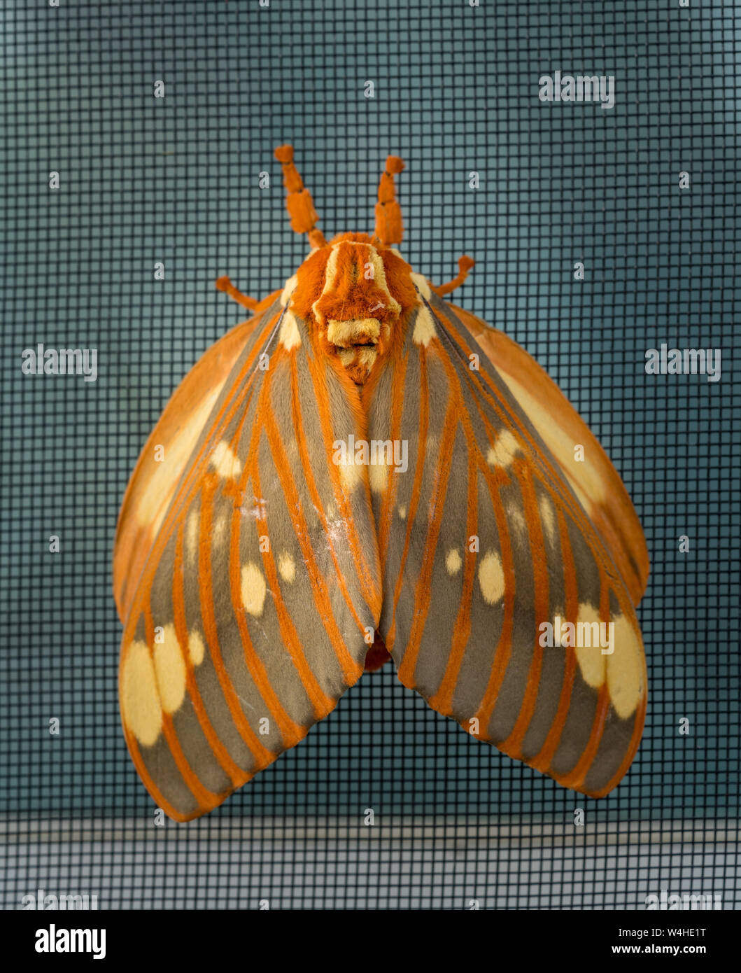 Grand Regal Moth ou Citheronia regalis est posé sur l'écran de la fenêtre Banque D'Images