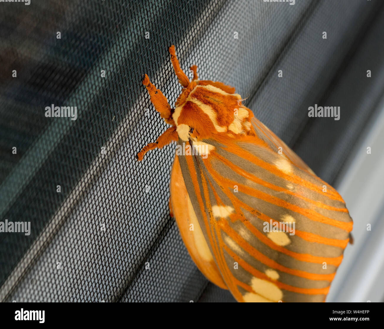 Grand Regal Moth ou Citheronia regalis est posé sur l'écran de la fenêtre Banque D'Images