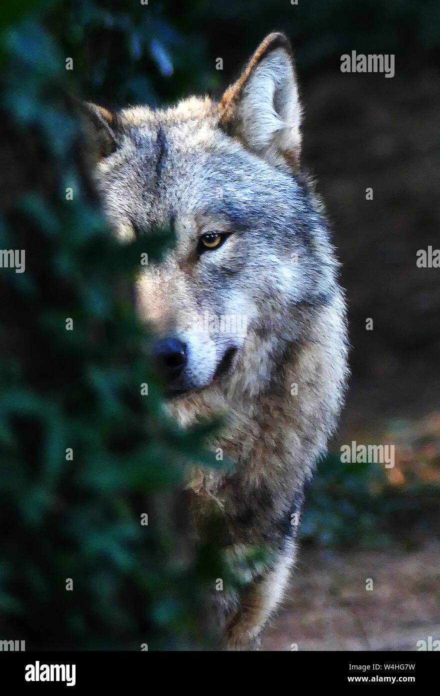 Le loup gris waspersectutedby l'humanité de l'extinction à l'BritishIsles et dans de nombreux endroits autour de l'Europe. Banque D'Images