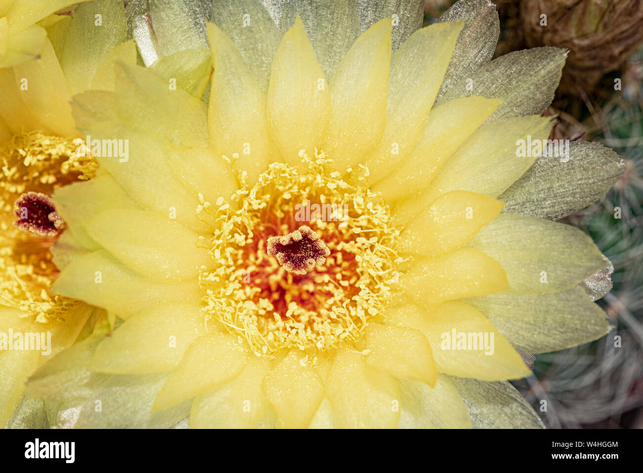 Un gros plan d'une boule jaune notocactus apricus parodia fleur de cactus avec des détails et la texture des pétales, pistels, et les étamines Banque D'Images