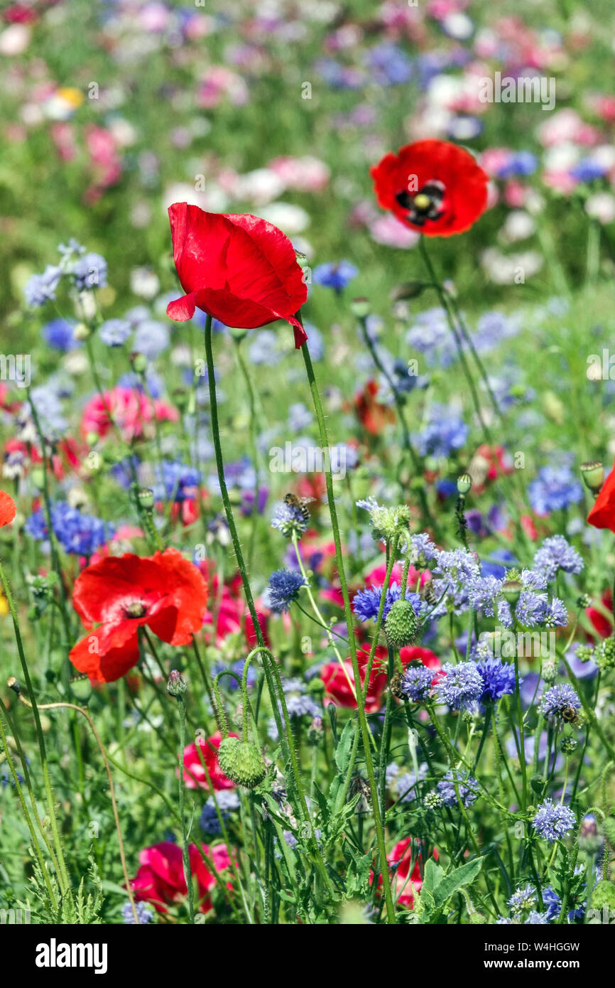 Jardin de fleurs sauvages bleu rouge fleurs de prairie été juillet fleurs sauvages fleurs rouges coquelicots rouges bleus bleus bleus bleus bleus bleus Clolourful Summer prairie Friendly Bee-Friendly Banque D'Images