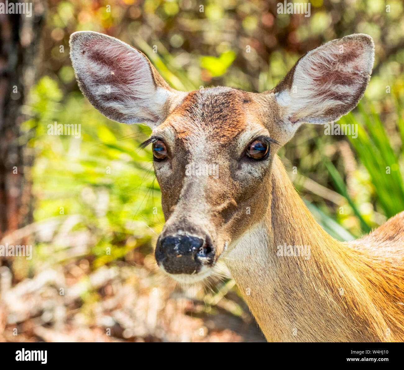 Biche Chevreuil Femelle Banque D Image Et Photos Alamy Biche Chevreuil Femelle Banque D Image Et Photos Alamy