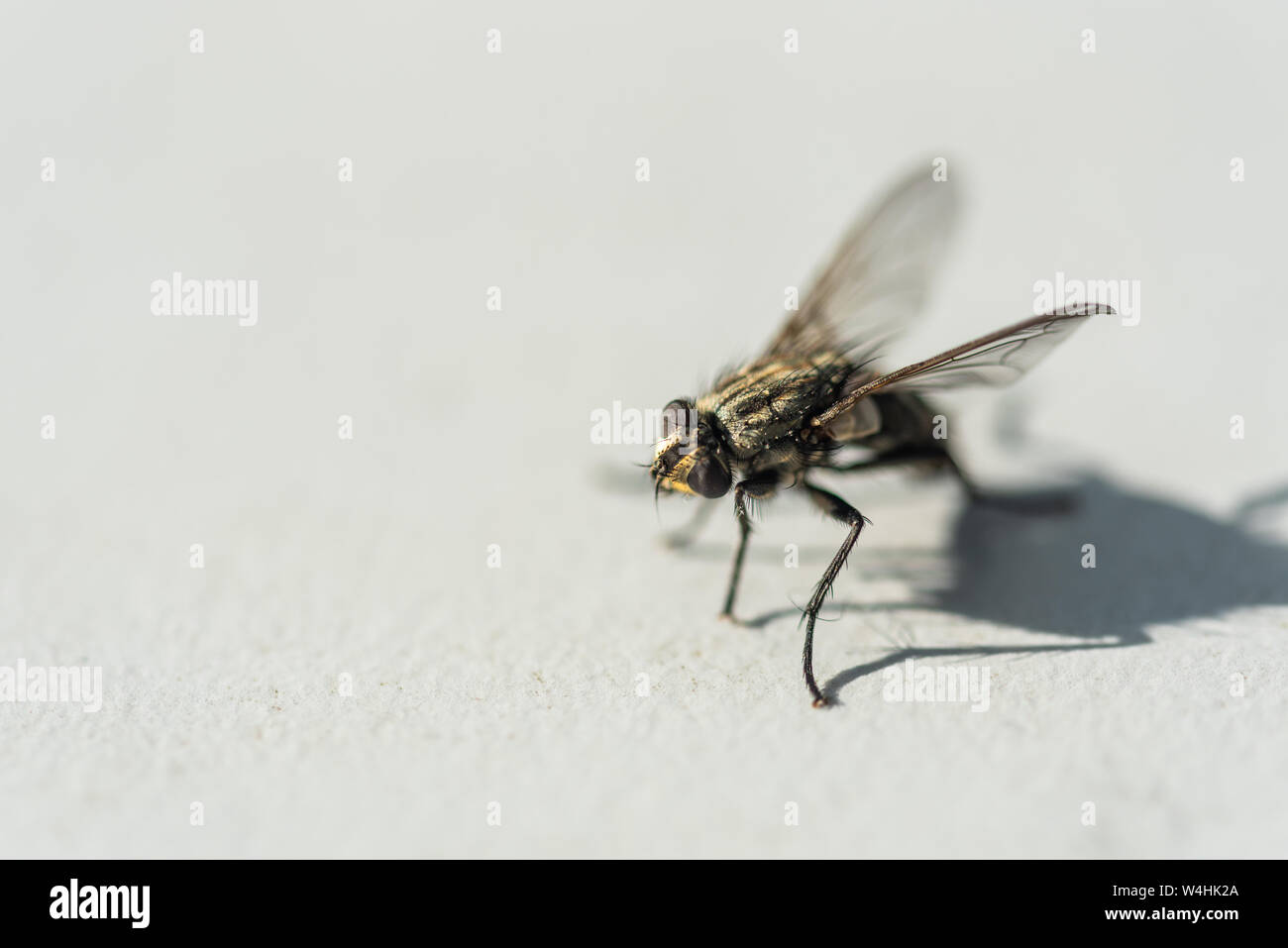 Une mouche qui est bloqué sur un fond gris Banque D'Images