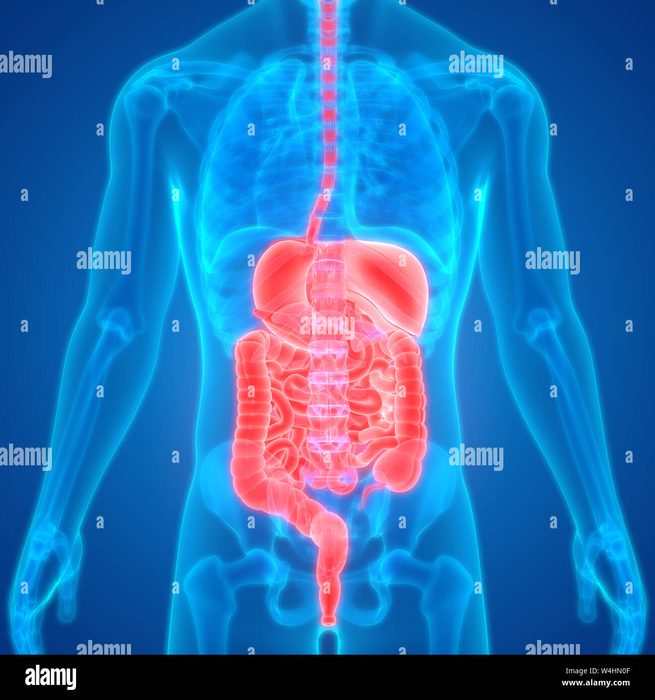 Anatomie du système digestif humain Photo Stock - Alamy