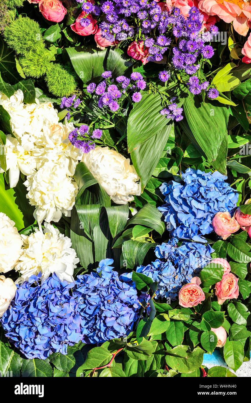 Fête joyeuse lumineuse multicolore floral background de pivoines blanches, roses roses, purple asters et bleu Hortensia à feuilles vertes. Sentiment, expres Banque D'Images