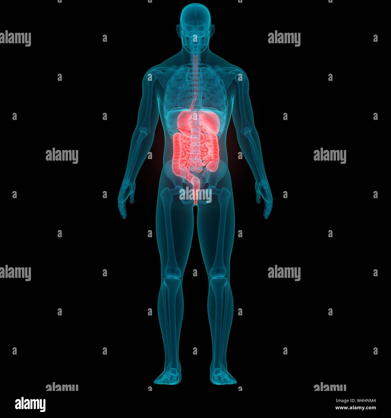 Anatomie du système digestif humain Photo Stock - Alamy