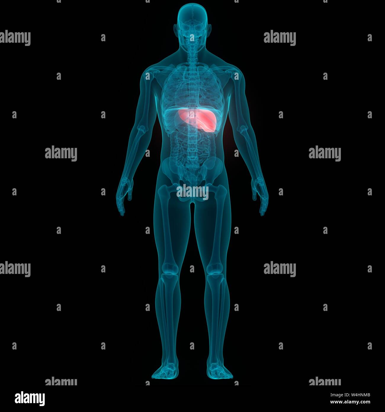 Système digestif humain Anatomie du foie Banque D'Images