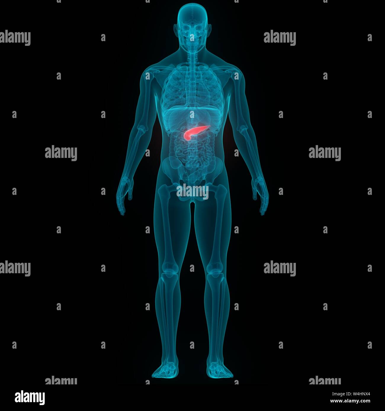 Les organes internes de l'anatomie du pancréas Banque D'Images