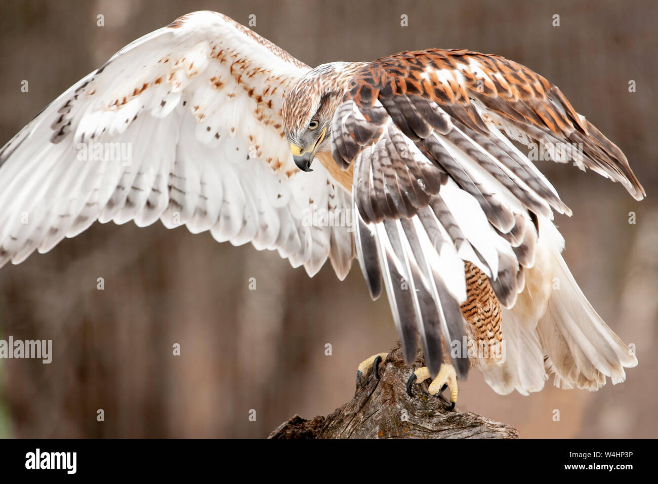 Amérique du Nord ; United States ; Montana ; faune ; oiseaux ; ; ; rapaces prédateurs ; la Buse rouilleuse Buteo regalis. Banque D'Images