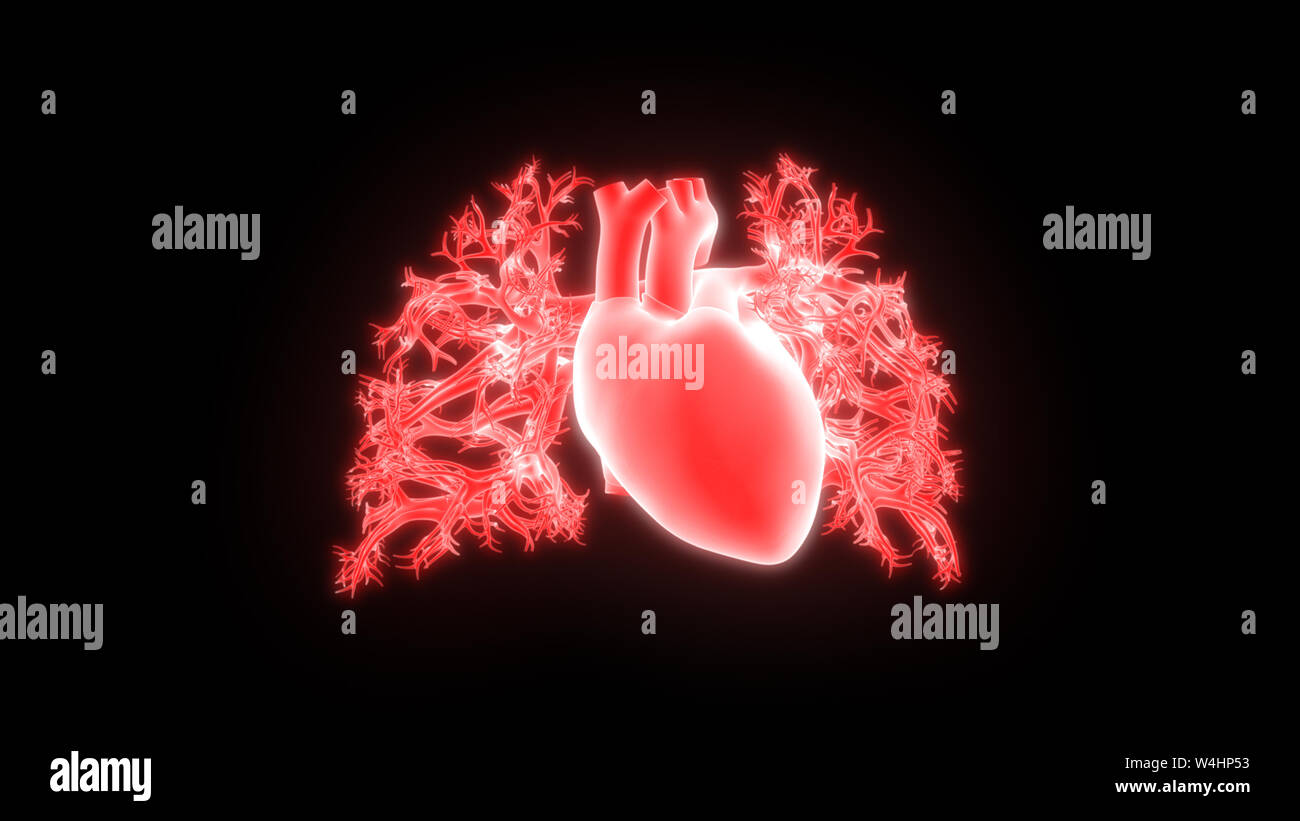 Les droits de l'anatomie cardiaque Banque D'Images