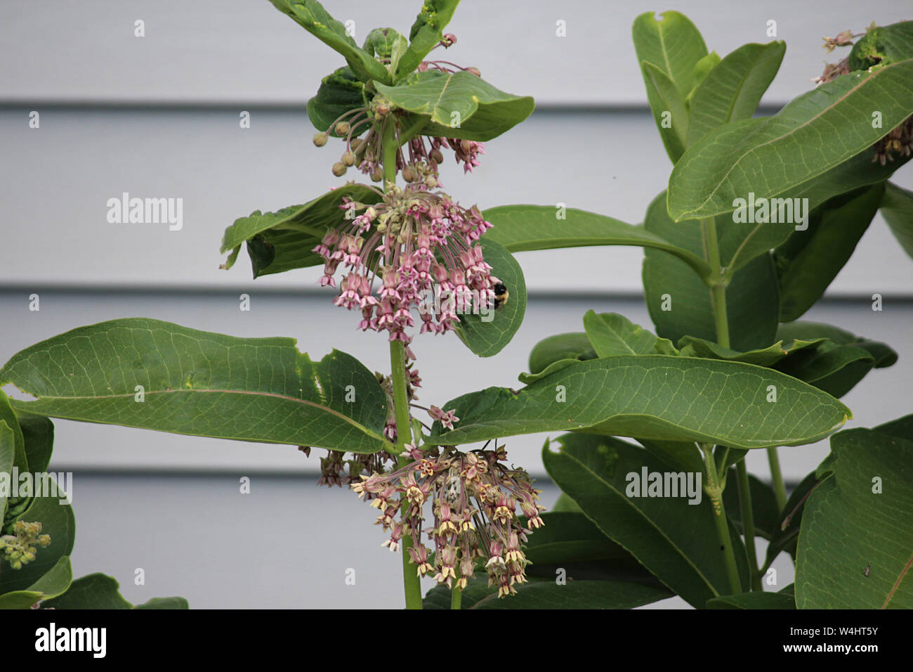 La collecte d'un bourdon du pollen des fleurs sur une plante Asclépiade commune dans le Wisconsin, USA Banque D'Images