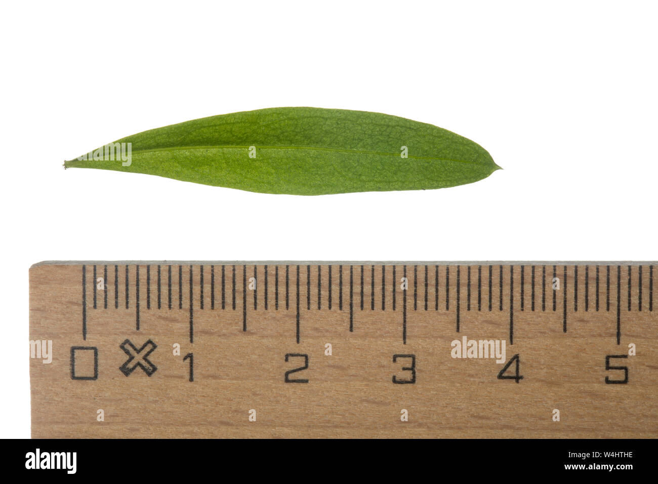 Waldmeister, Wald-Meister, Galium odoratum, Sweet Woodruff, Gerbrandy State odorante. Blatt, Blätter, feuille, feuilles Banque D'Images