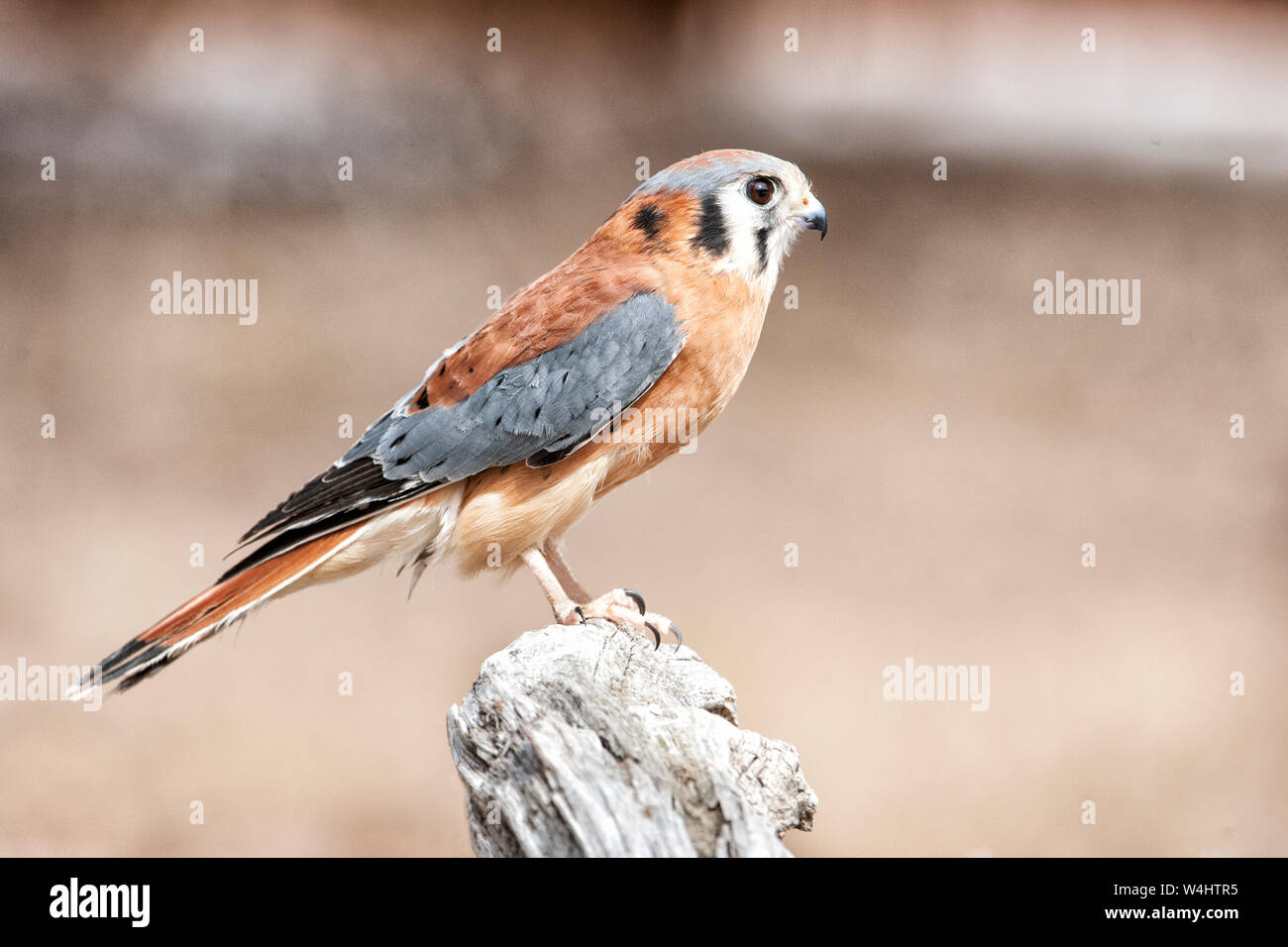 Amérique du Nord ; United States ; Montana ; faune ; oiseaux ; ; ; prédateurs rapaces Crécerelle d'Amérique ;(Falco sparverius) ; la plus petite et la plus commune dans falcon Banque D'Images