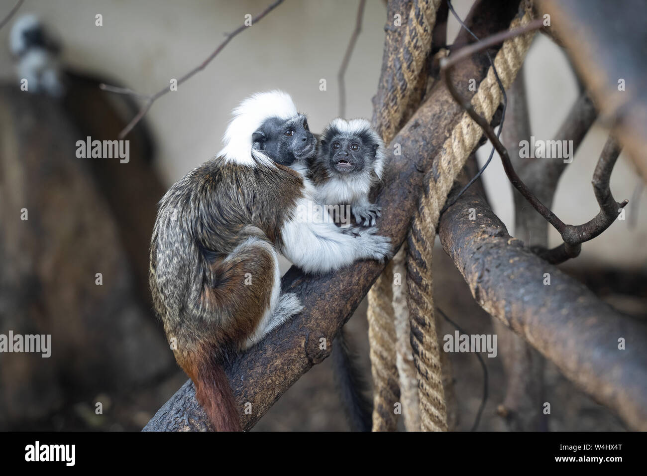 Tamarin à tête de coton en interaction avec petit bébé tamarin. Saguinus oedipus Banque D'Images