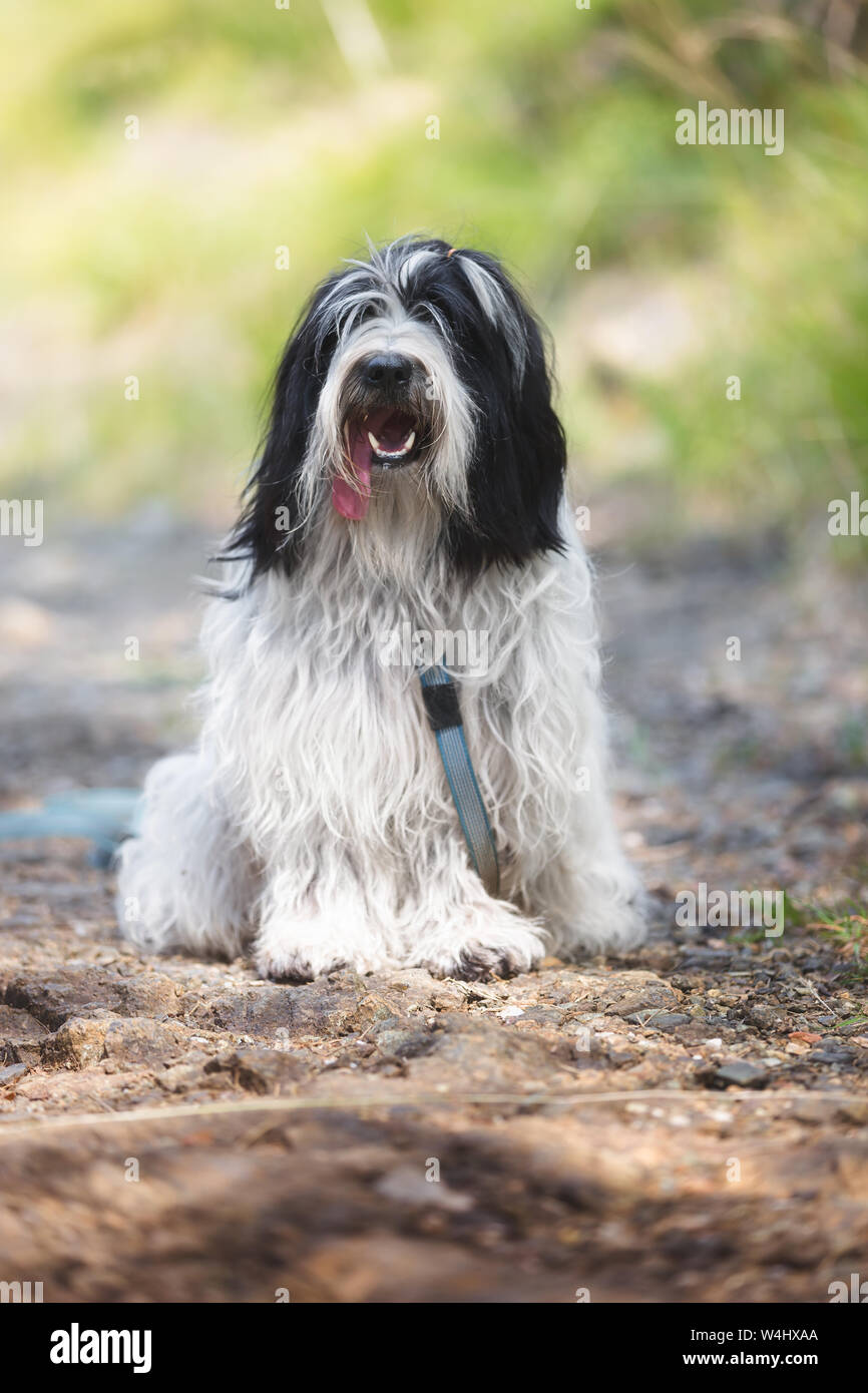 Chien obéissant assis sur un chemin boisé avec une laisse, selective focus Banque D'Images