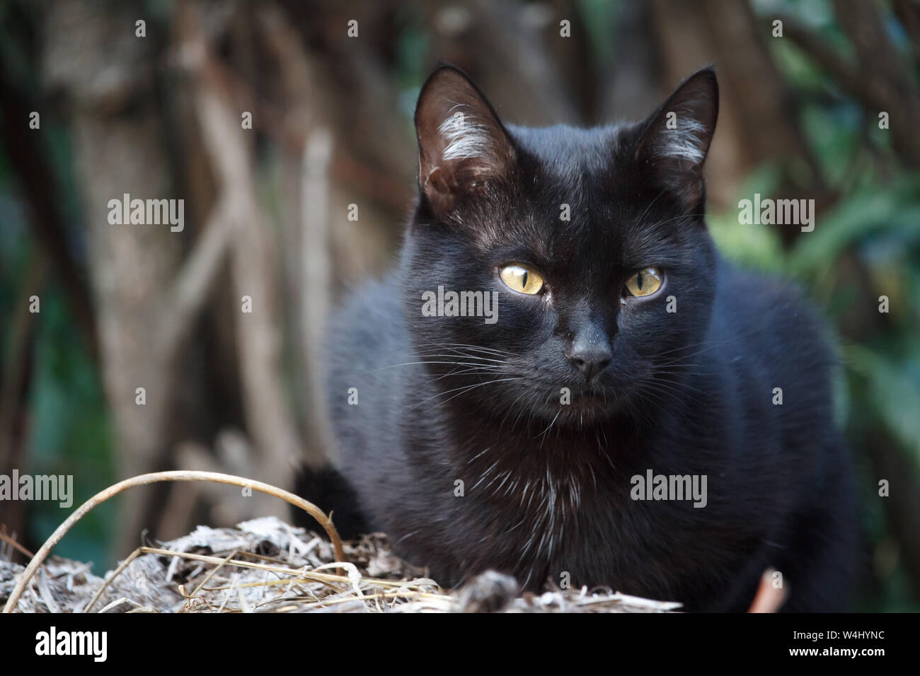 Shorthair noir gros plan avec les yeux de chat jaune se trouve sur le toit du hangar et regarde autour de lui avec soin Banque D'Images