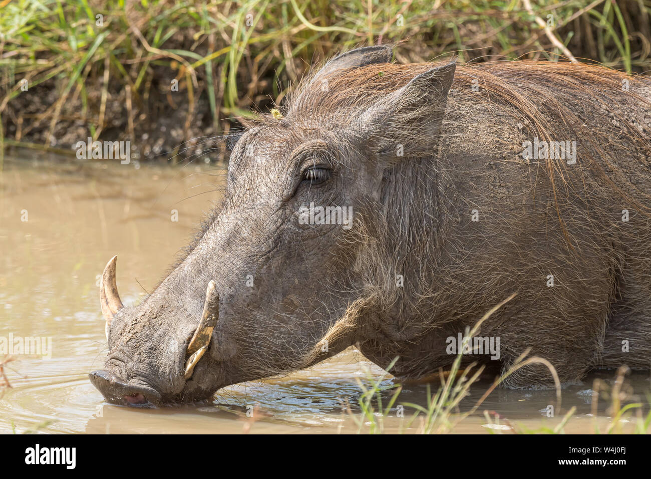Un phacochère, Phacochoerus africanus, l'eau potable dans un étang boueux Banque D'Images