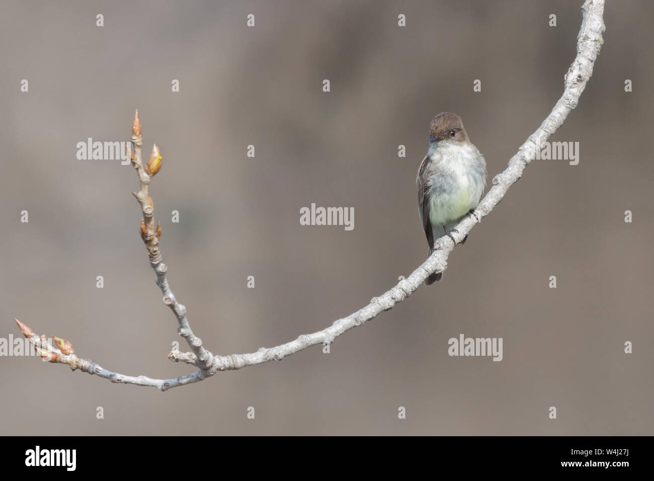 Un Moucherolle phébi affiche fièrement il jaune pâle tout en regardant vers le bas la cuirasse d'un cottowood Direction générale de l'arbre. Banque D'Images