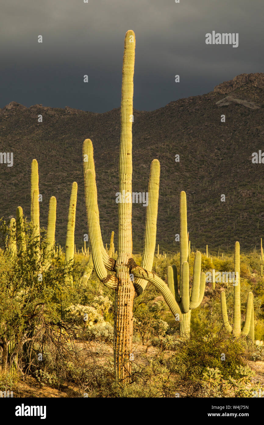 Saguaro cactus contre ciel d'orage. De l'Arizona. Banque D'Images