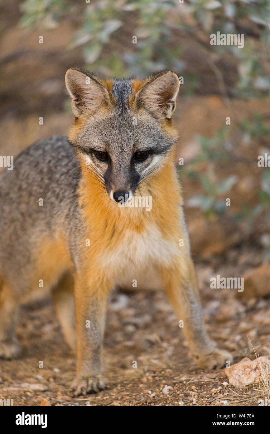 Gray Fox, l'Arizona. Banque D'Images
