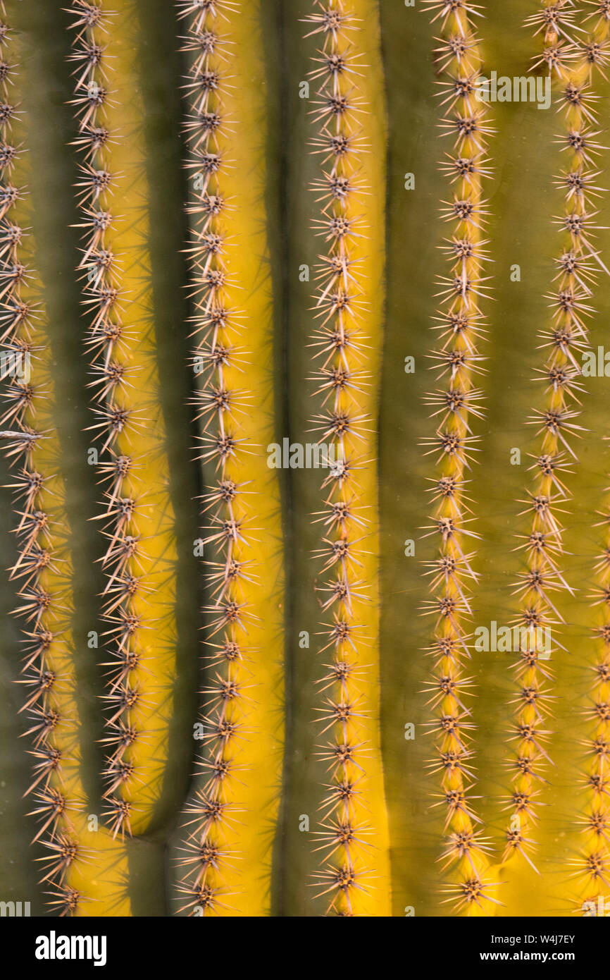 Close-up of cactus Saguaro. De l'Arizona. Banque D'Images