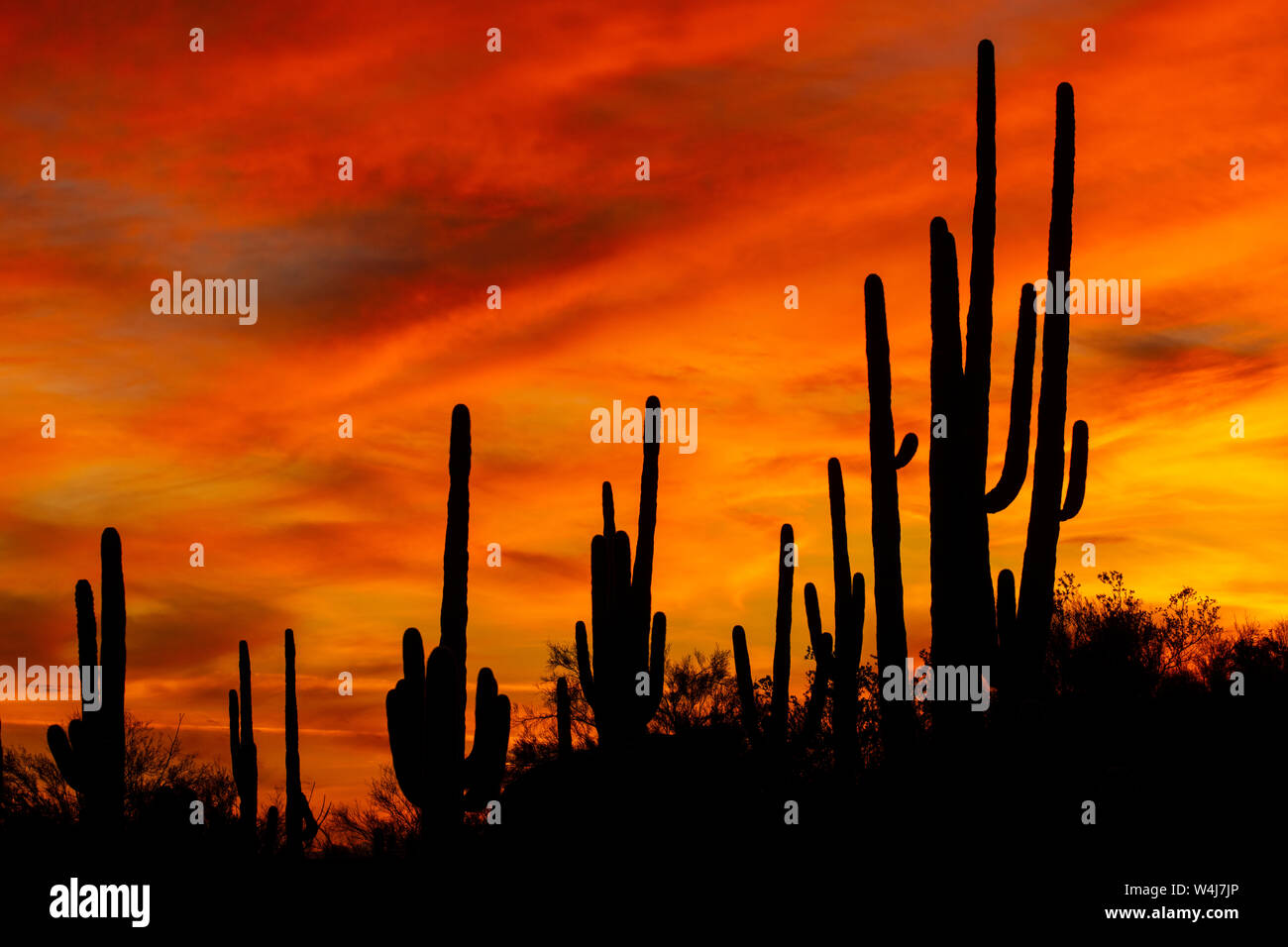 Saguaro cactus au coucher du soleil, Marana, près de Tucson, en Arizona. Banque D'Images