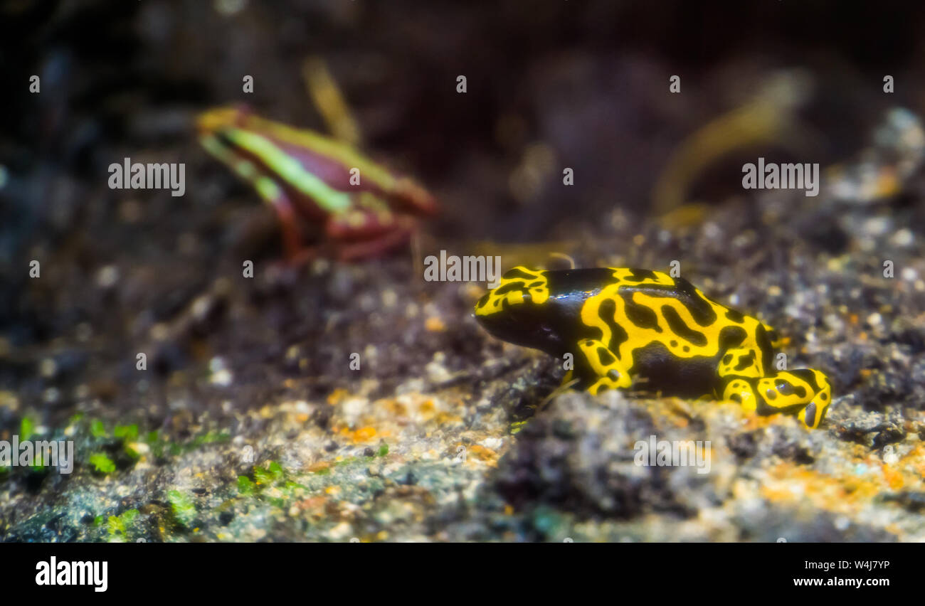 Libre de bandes jaunes poison dart frog, espèce d'amphibiens tropicaux de la forêt pluviale d'Amérique Banque D'Images