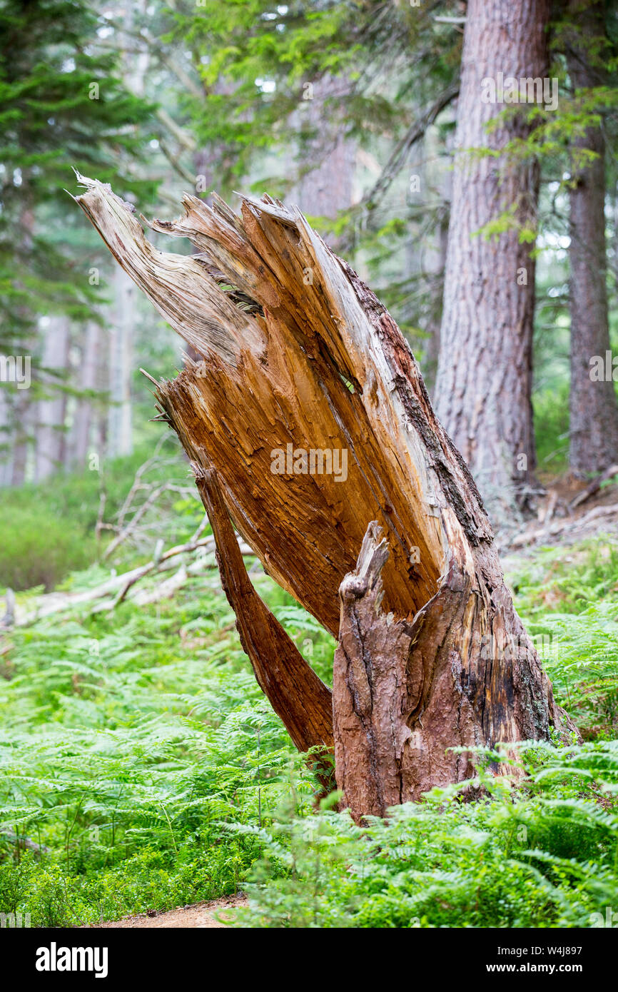 Ancien Pin sylvestre (Pinus sylvestris) en forêt Rothiemurchus, Cairngorm, Écosse, Royaume-Uni. Banque D'Images